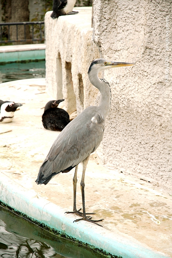 ueno park 43.jpg - 上野公園